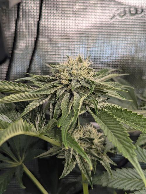 British Delight - Wizard Trees. Week 10