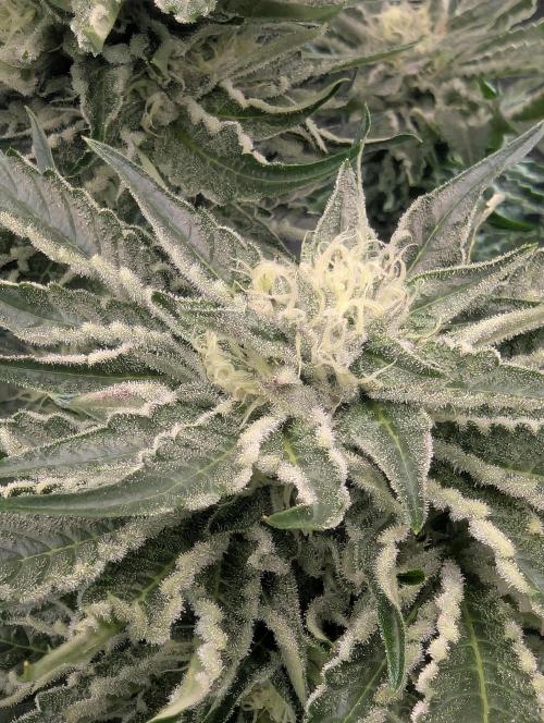 British Delight - Wizard Trees. Week 10
