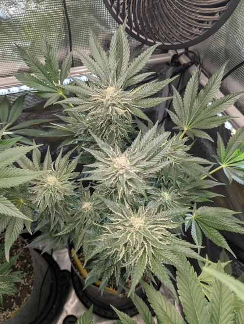 British Delight - Wizard Trees. Week 10