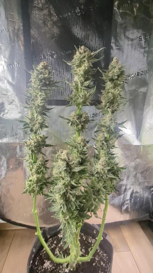 Zkittlez - Growers Choice