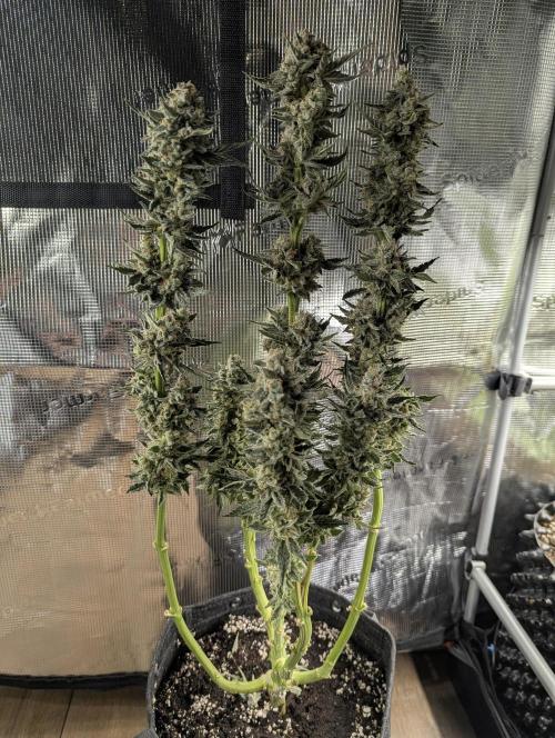 Zkittlez - Growers Choice. Week 13