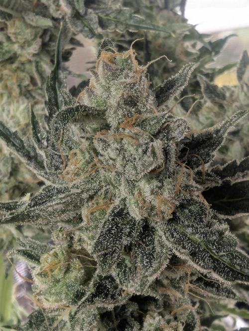 Zkittlez - Growers Choice. Week 13
