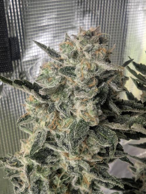 Zkittlez - Growers Choice. Week 13