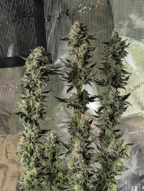 Zkittlez - Growers Choice. Week 13