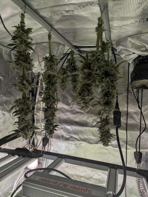 Zkittlez - Growers Choice. Week 13