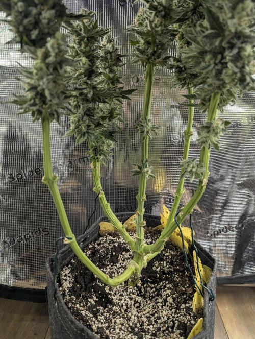 Zkittlez - Growers Choice. Week 13