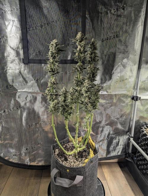 Zkittlez - Growers Choice. Week 13