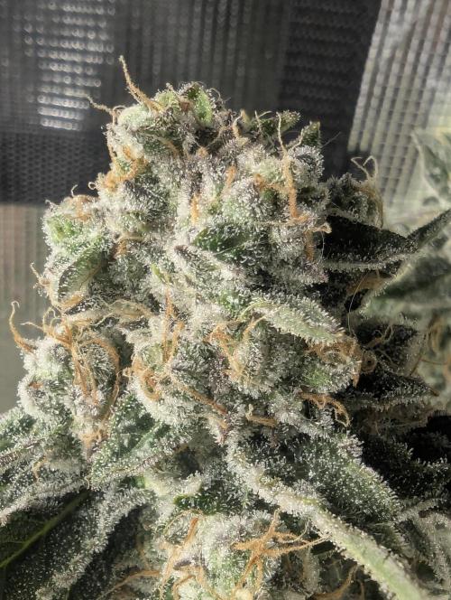 Zkittlez - Growers Choice. Week 13