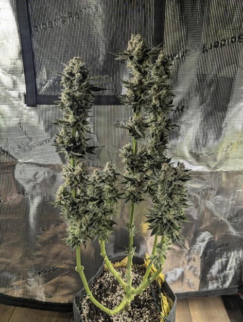 Zkittlez - Growers Choice. Week 13