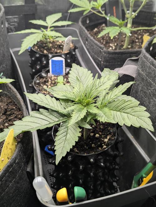 Micro Grow Q126. Week 2