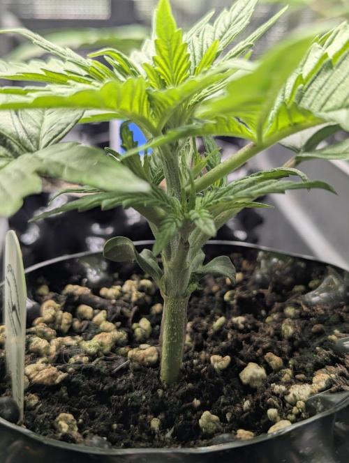 Micro Grow Q126. Week 2
