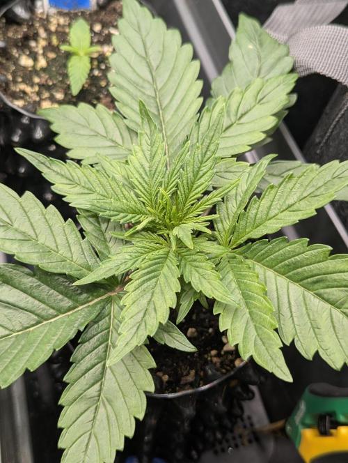 Micro Grow Q126. Week 2
