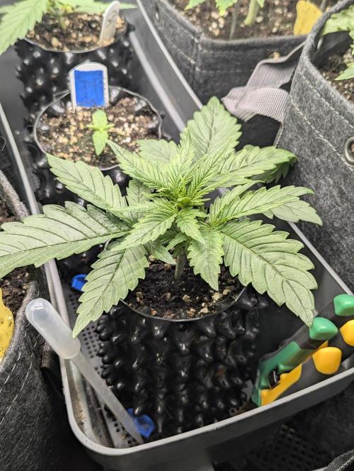 Micro Grow Q126. Week 2