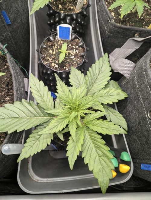Micro Grow Q126. Week 2