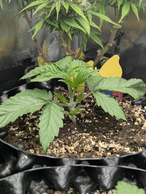 Glue 31 - Compound Genetics. Week 2