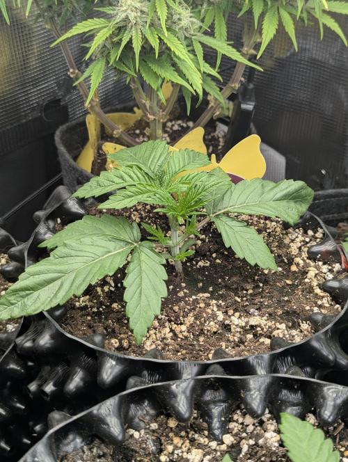 Glue 31 - Compound Genetics. Week 2