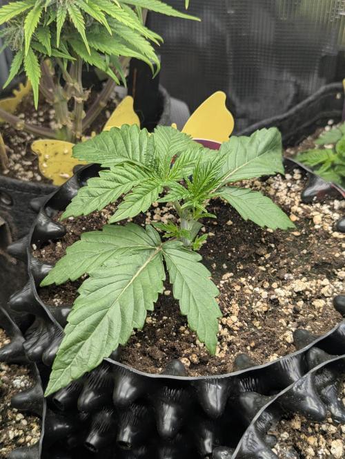 Glue 31 - Compound Genetics. Week 2
