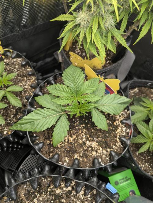 Glue 31 - Compound Genetics. Week 2