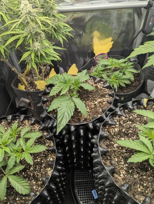 Glue 31 - Compound Genetics. Week 2