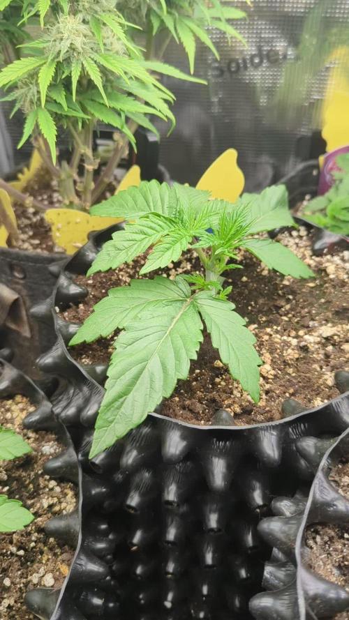 Glue 31 - Compound Genetics
