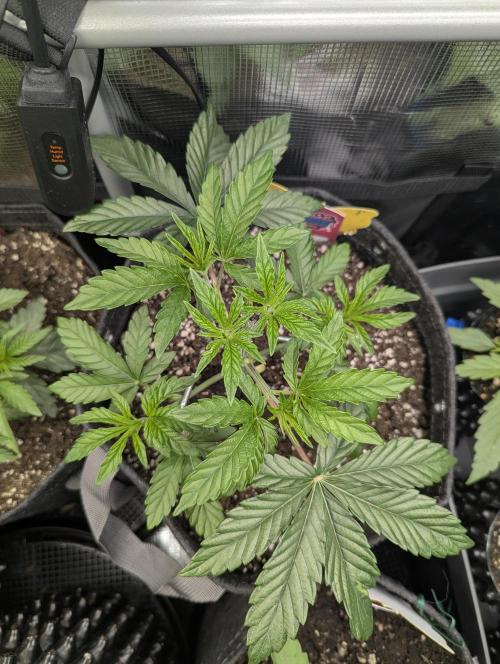 ZkyscraperZ - N.Y.Ceeds. Week 4