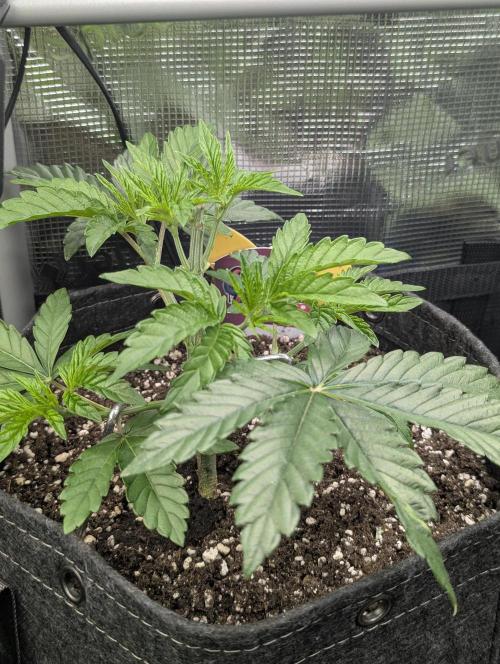 ZkyscraperZ - N.Y.Ceeds. Week 4