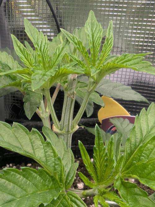 ZkyscraperZ - N.Y.Ceeds. Week 4