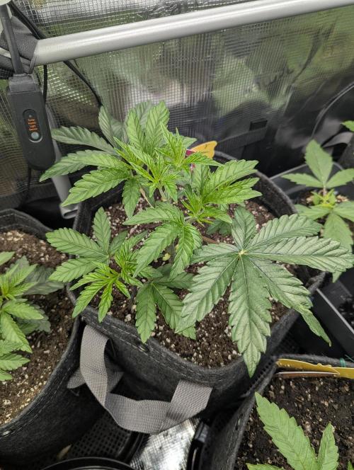 ZkyscraperZ - N.Y.Ceeds. Week 4