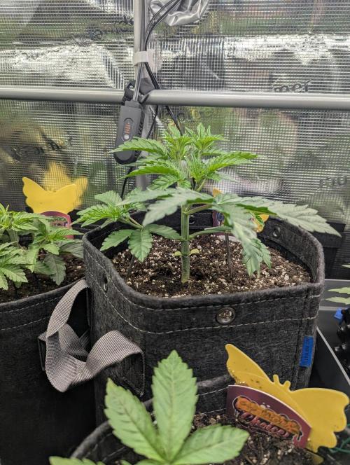 ZkyscraperZ - N.Y.Ceeds. Week 4