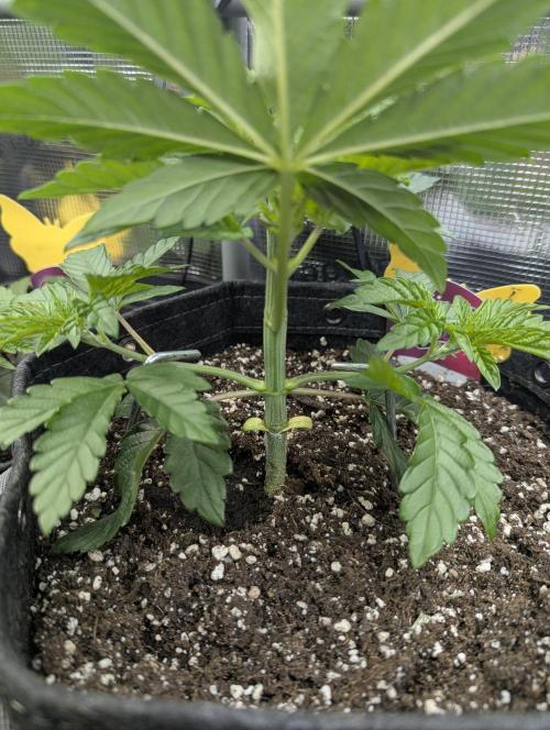 ZkyscraperZ - N.Y.Ceeds. Week 4