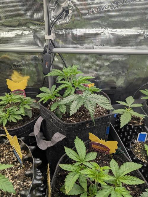 ZkyscraperZ - N.Y.Ceeds. Week 4