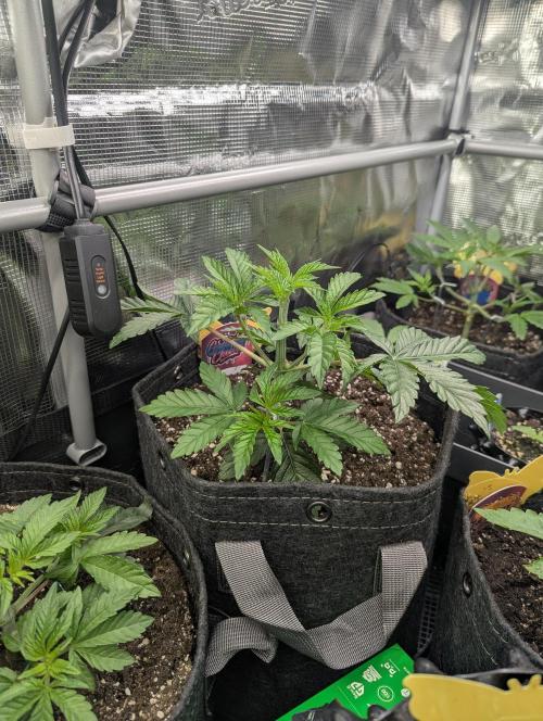 ZkyscraperZ - N.Y.Ceeds. Week 4