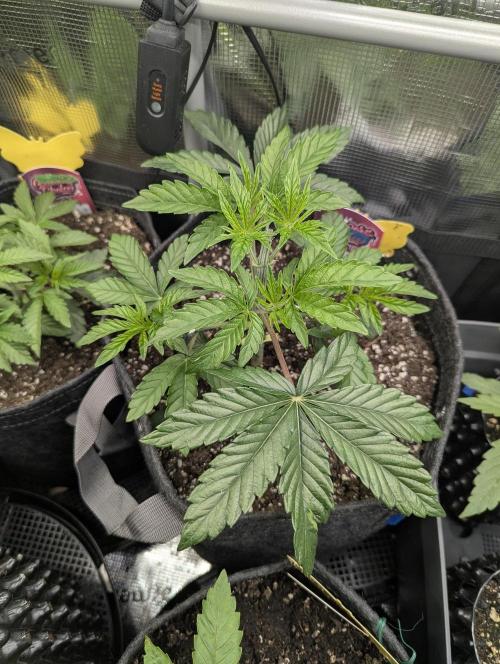ZkyscraperZ - N.Y.Ceeds. Week 4