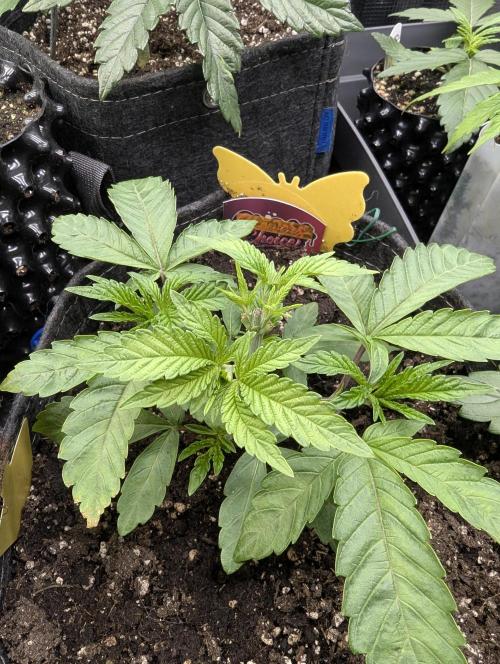 Gary Patron - Nine Weeks Harvest. Week 4