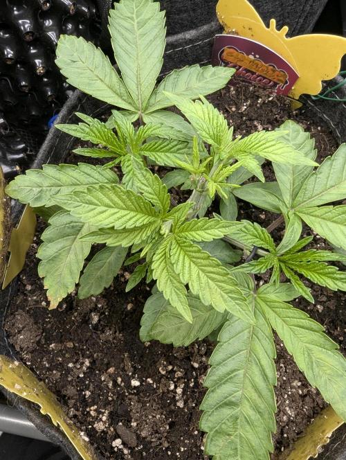 Gary Patron - Nine Weeks Harvest. Week 4