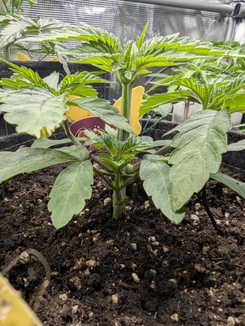 Gary Patron - Nine Weeks Harvest. Week 4