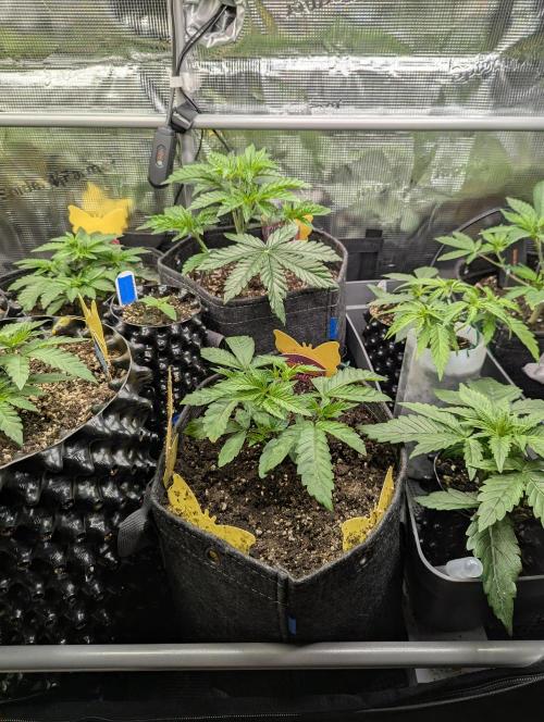 Gary Patron - Nine Weeks Harvest. Week 4