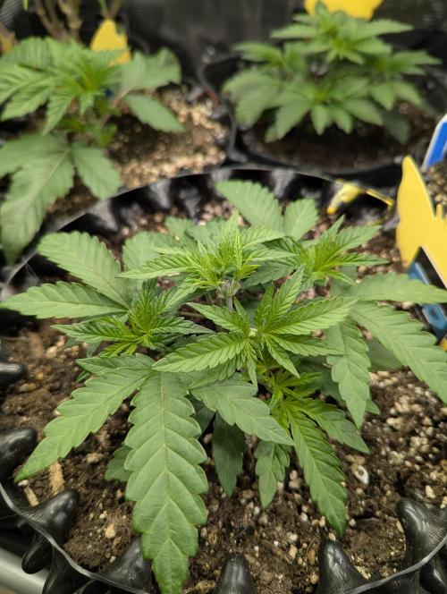 Monaco - Nine Weeks Harvest. Week 4