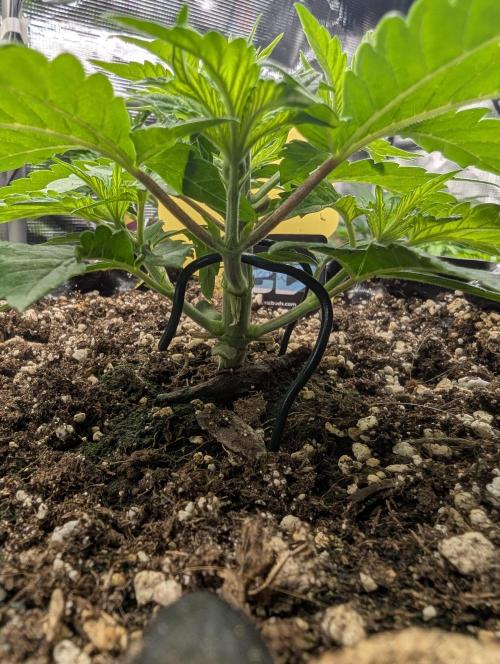 Monaco - Nine Weeks Harvest. Week 4