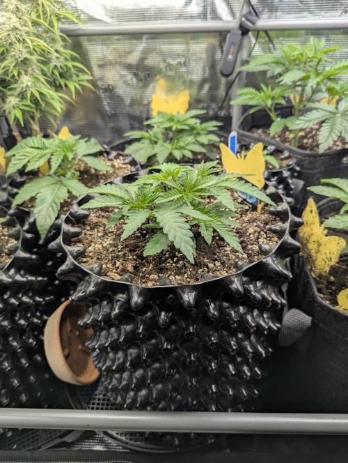 Monaco - Nine Weeks Harvest. Week 4