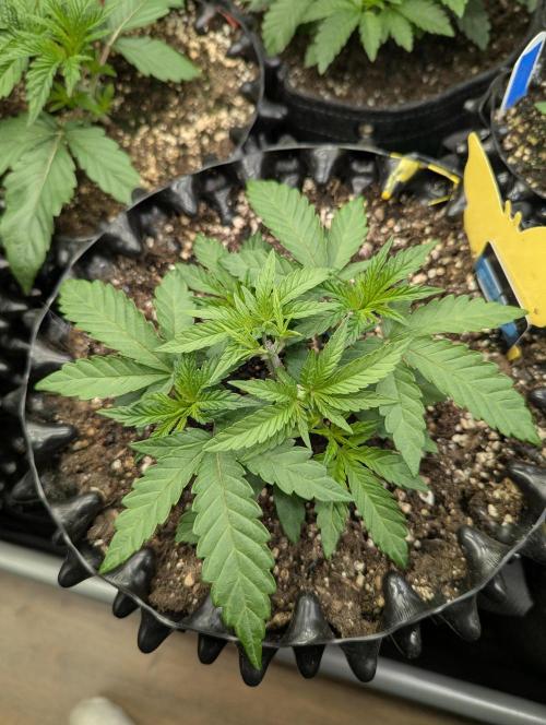 Monaco - Nine Weeks Harvest. Week 4