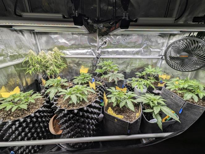 Monaco - Nine Weeks Harvest. Week 4