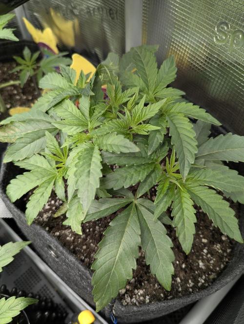 Grand Prixx - Wizard Trees. Week 4