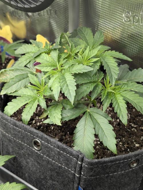 Grand Prixx - Wizard Trees. Week 4