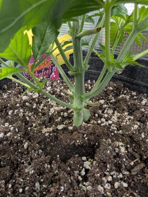 Grand Prixx - Wizard Trees. Week 4