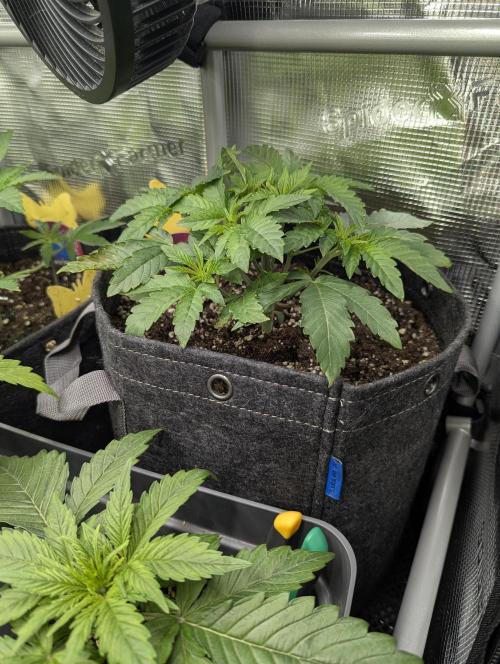 Grand Prixx - Wizard Trees. Week 4
