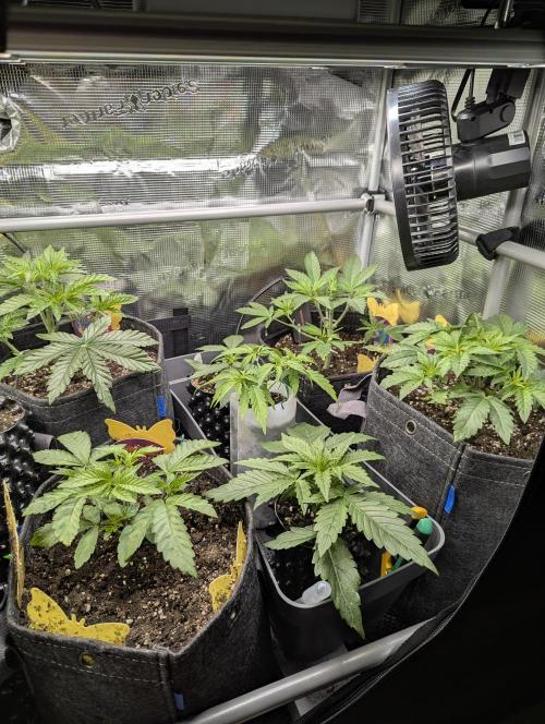 Grand Prixx - Wizard Trees. Week 4