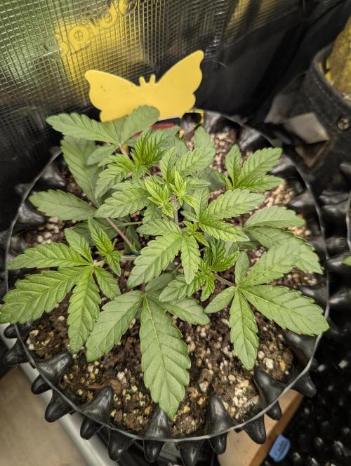 Potion - Wizard Trees. Week 4