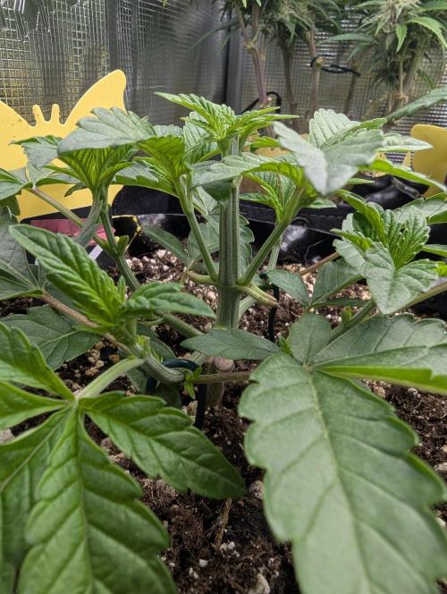 Potion - Wizard Trees. Week 4