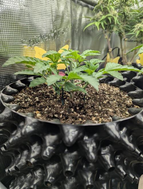 Potion - Wizard Trees. Week 4